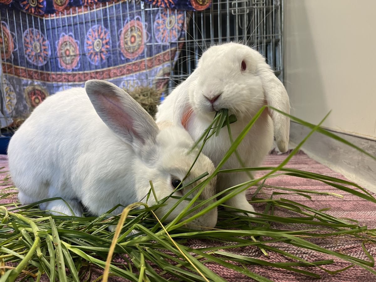 Gallery image: Poppa Smurf