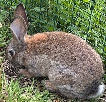Rhino - Flemish Giant