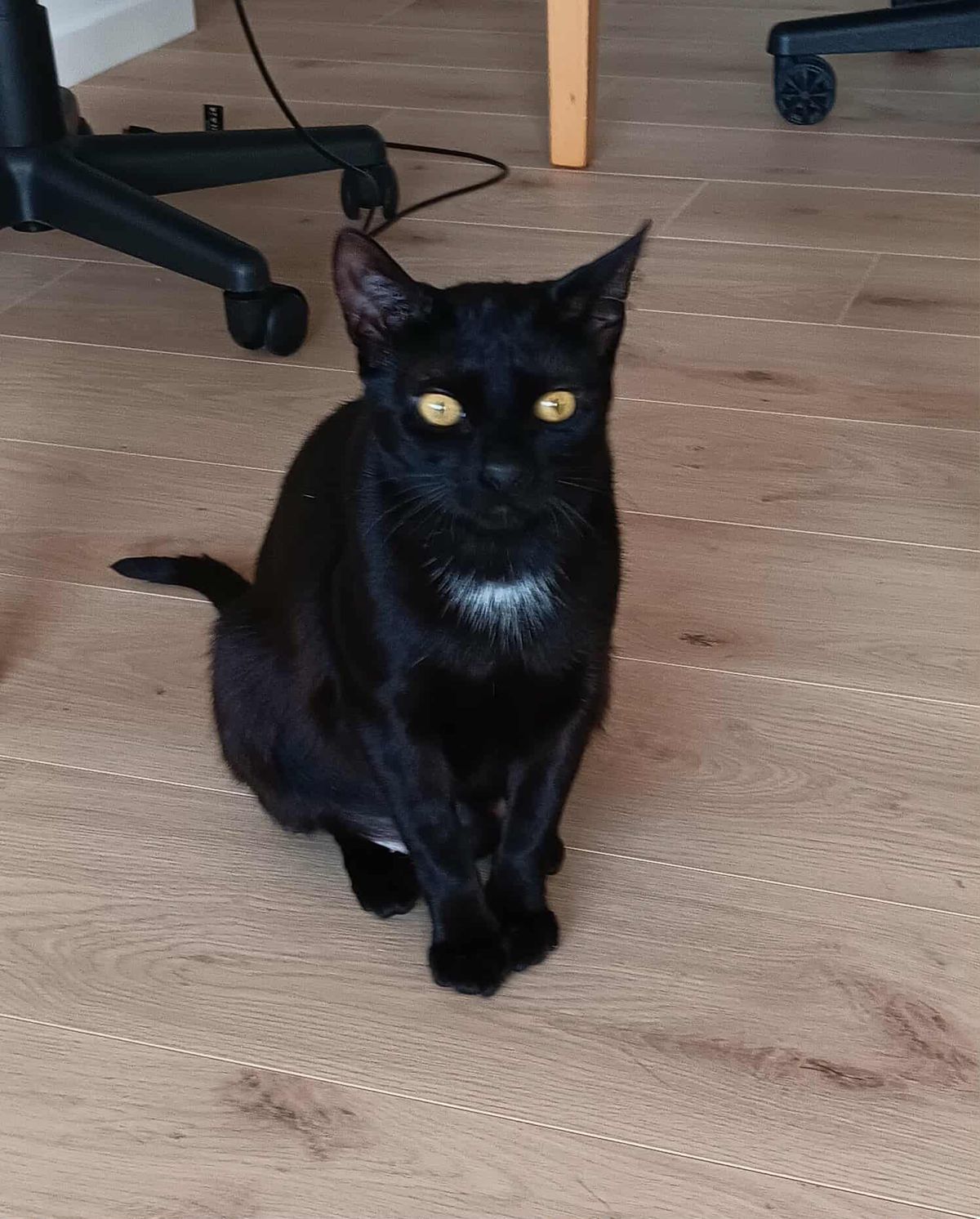 Gallery image: Sophie