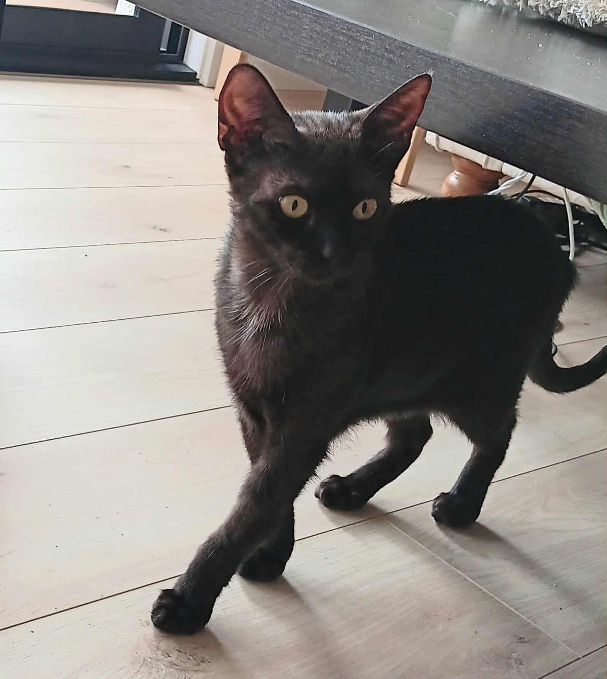 Gallery image: Amelia