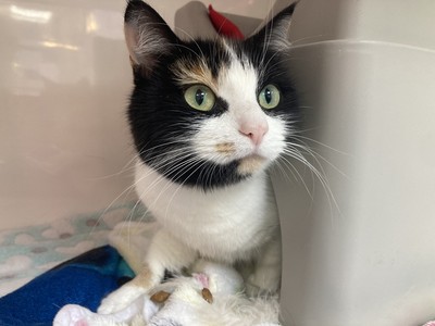 Phantom Of The Opera - Domestic Short Hair