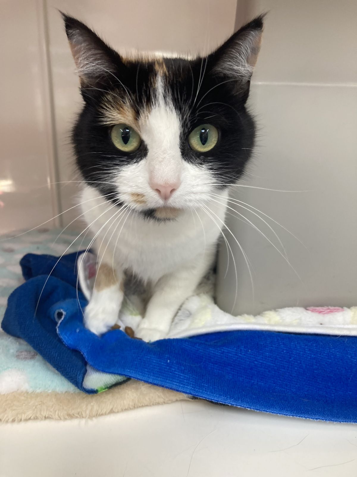 Gallery image: Phantom Of The Opera