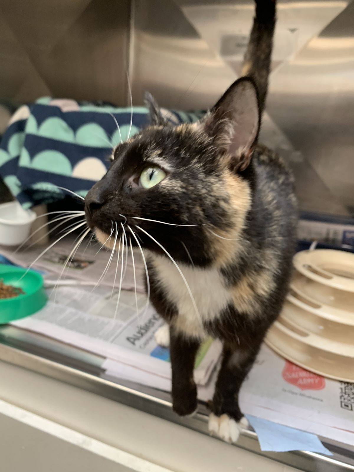 Gallery image: Magic