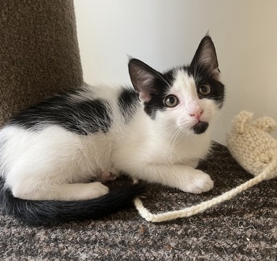 Mila - Domestic Short Hair