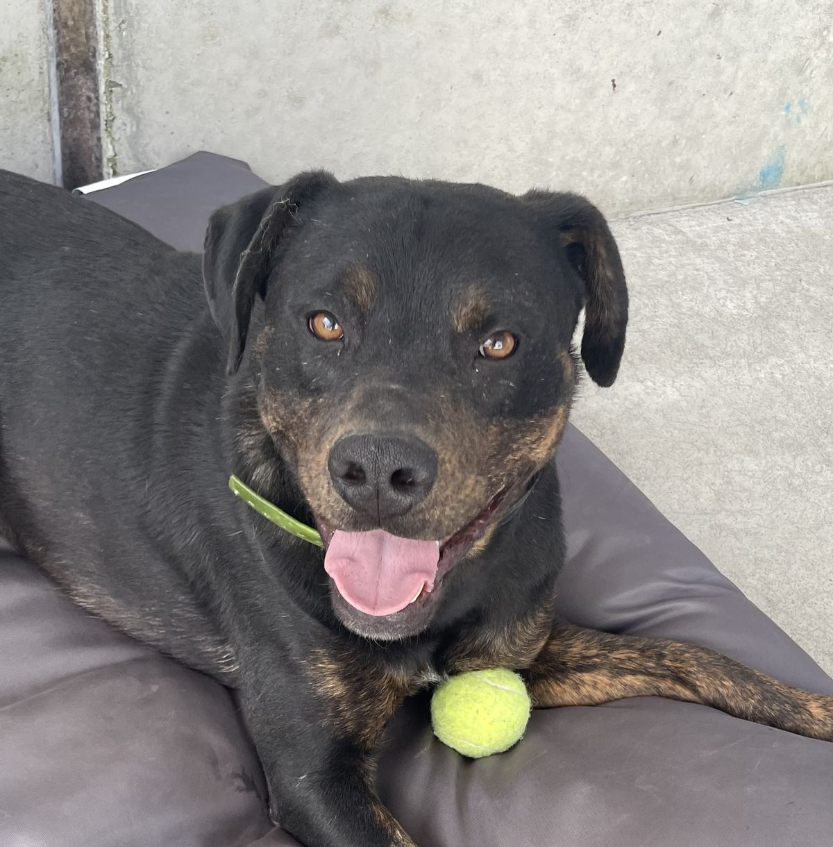 Gallery image: Rocky