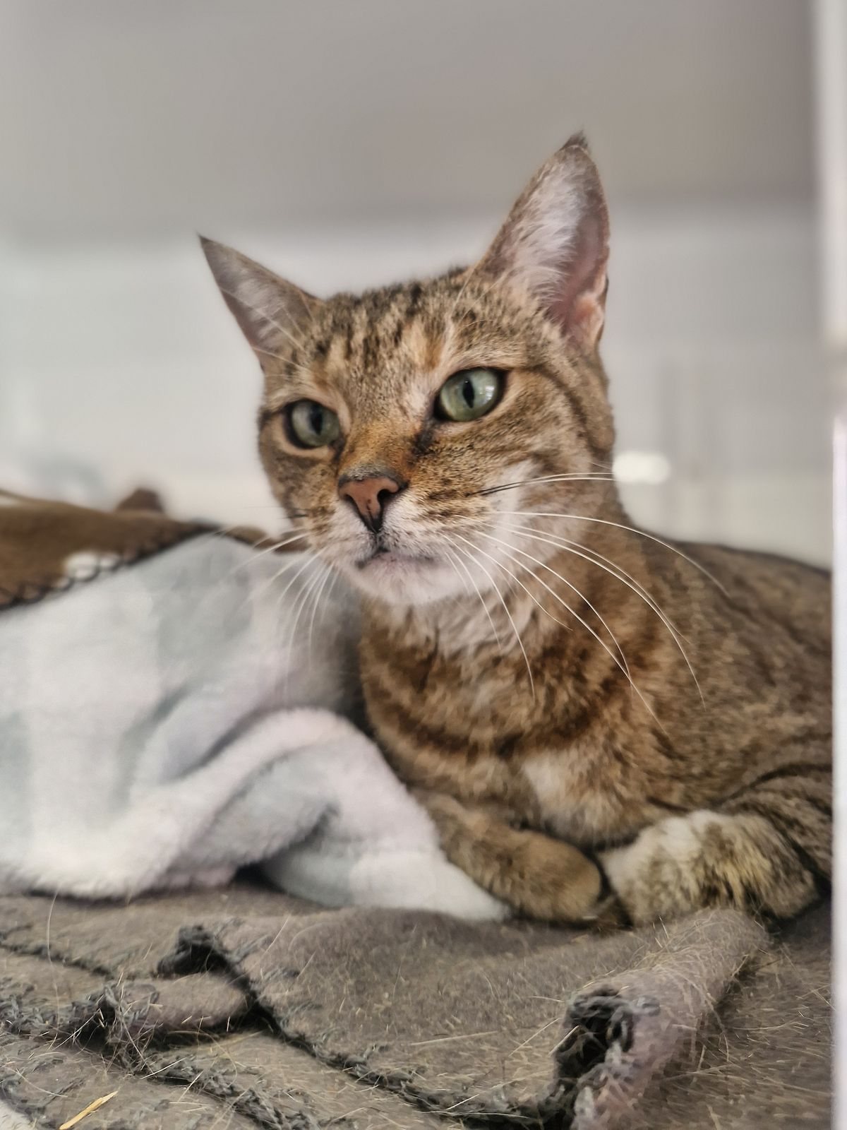 Gallery image: Honey