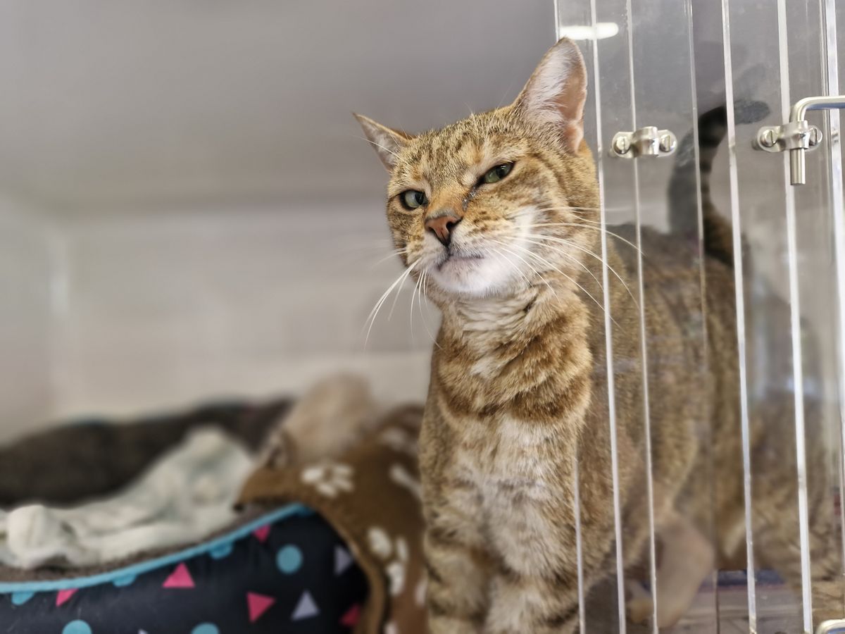 Gallery image: Honey