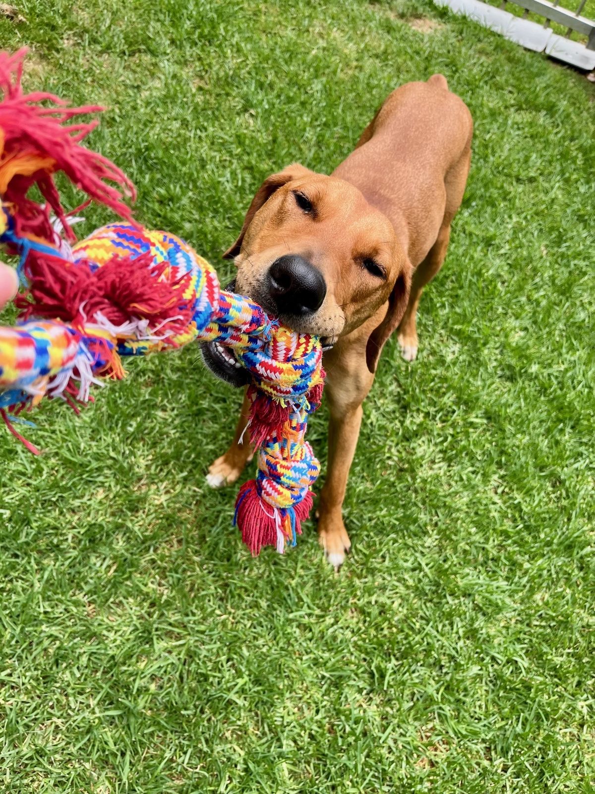 Gallery image: Jitterbug