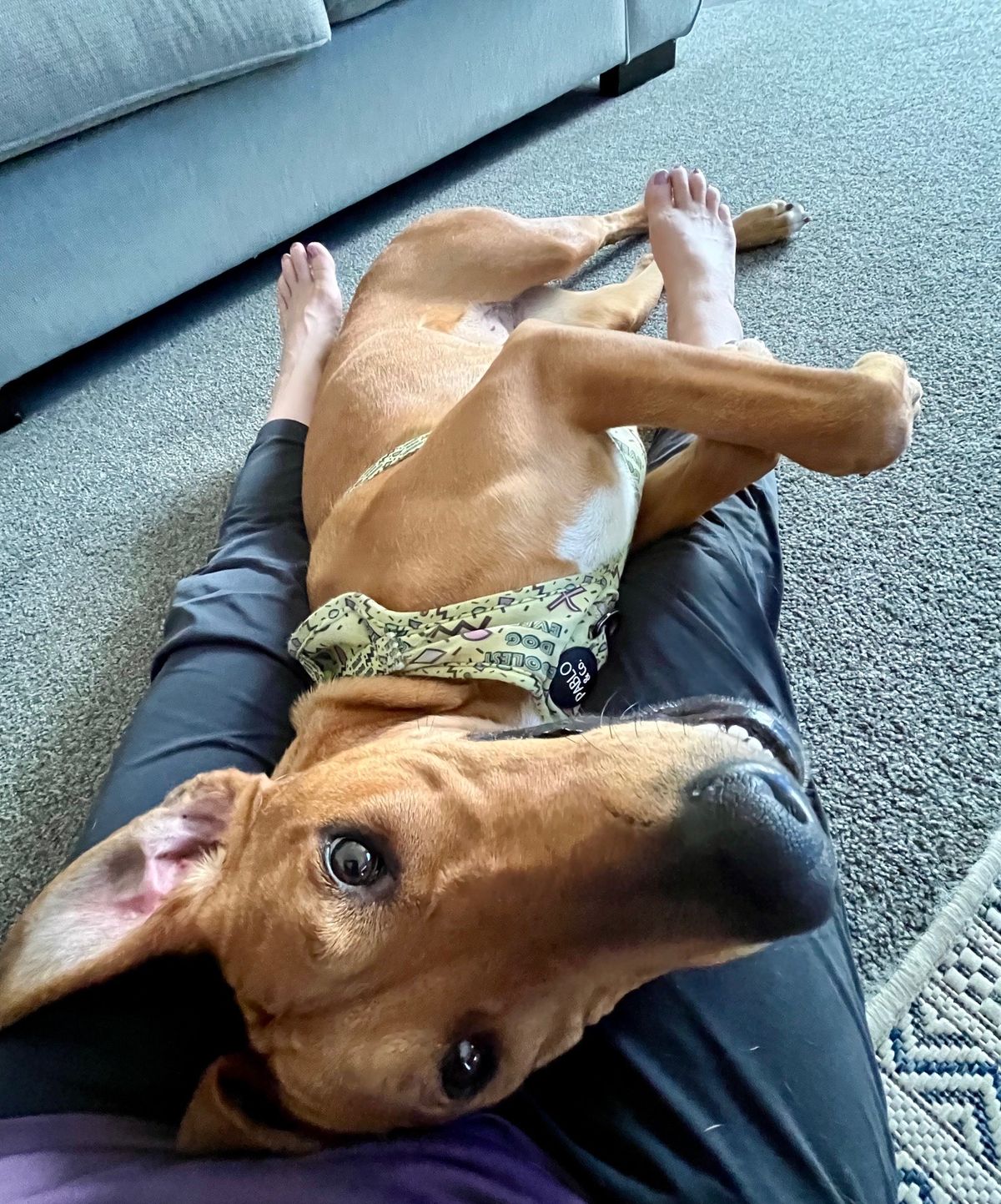 Gallery image: Jitterbug