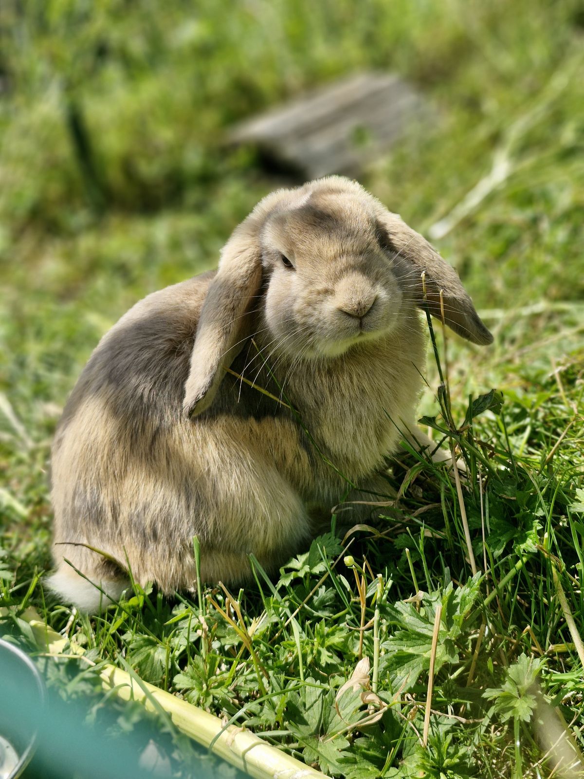 Gallery image: Thunder