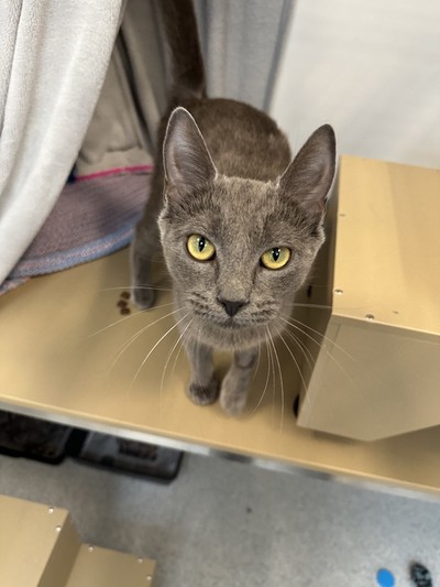 Sakura - Domestic Short Hair