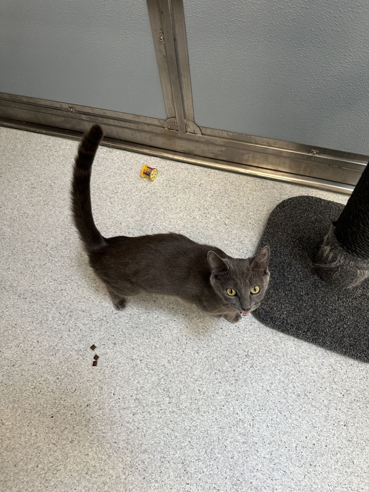 Gallery image: Sakura