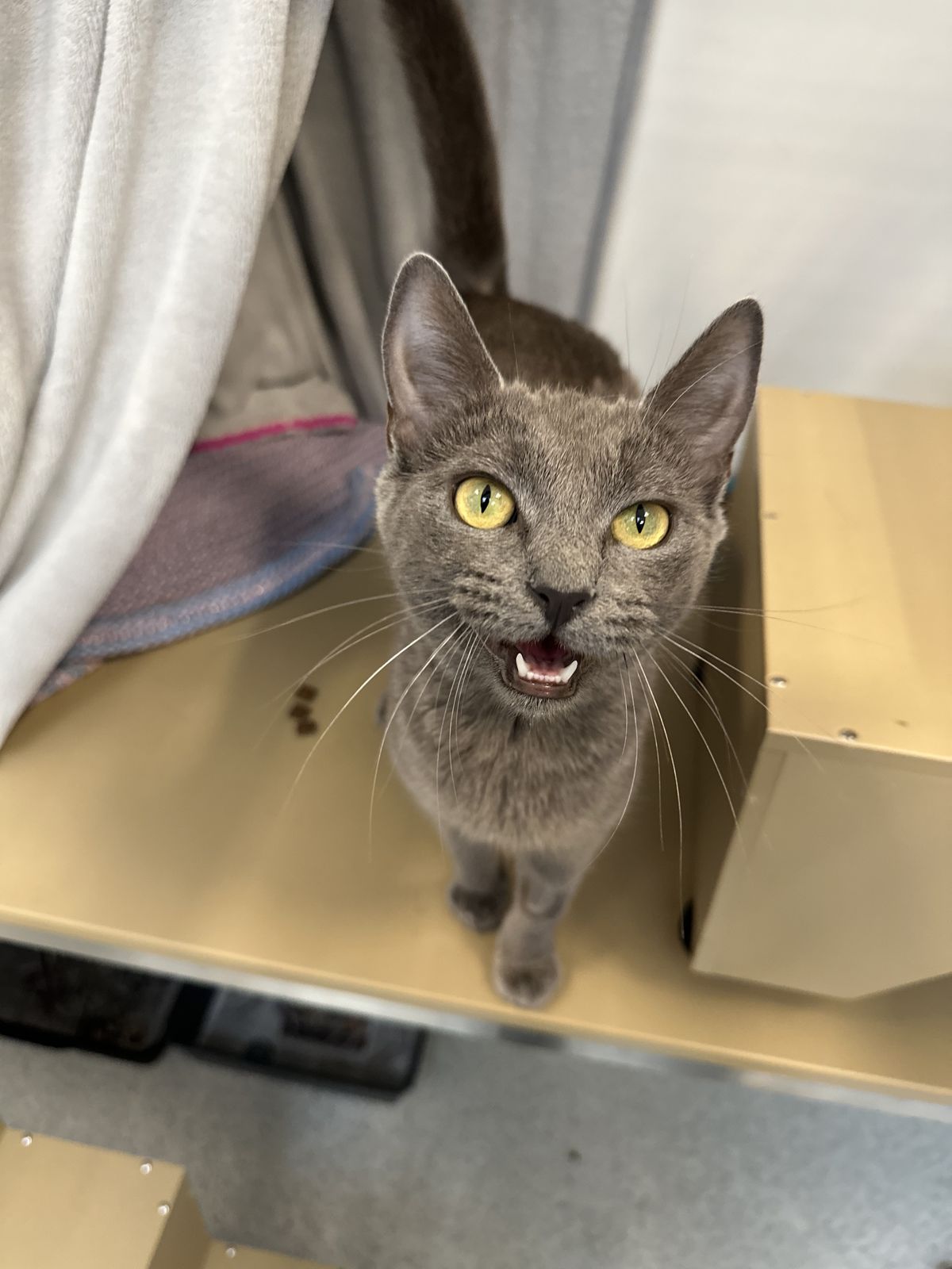 Gallery image: Sakura