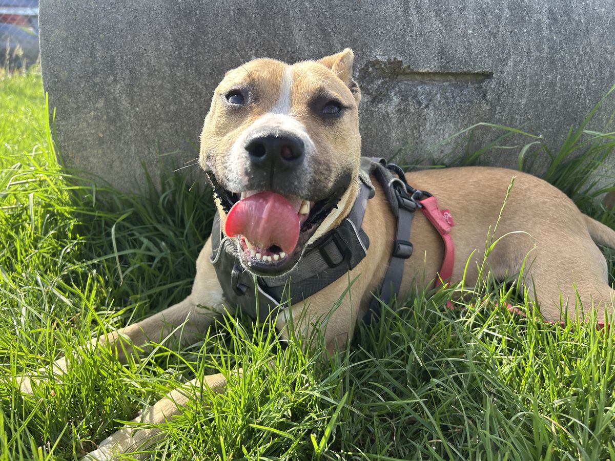 Gallery image: Harley