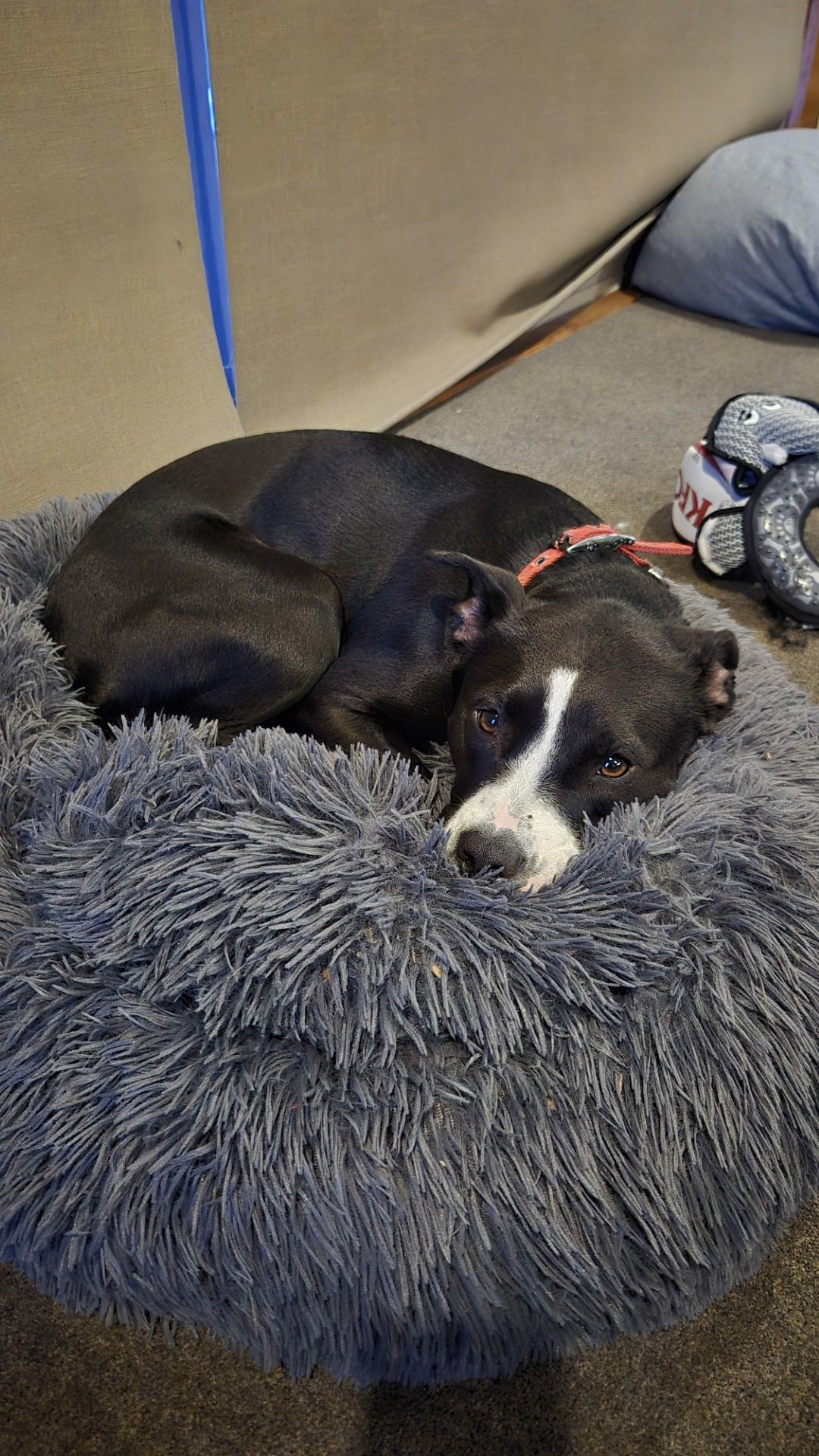 Gallery image: Lottie