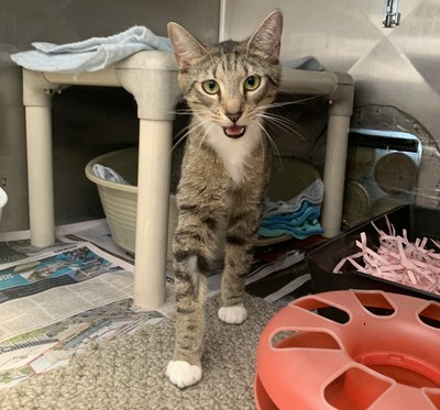 Saffron  - Domestic Short Hair