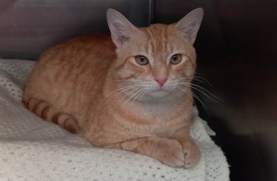 Ollie - Domestic Short Hair