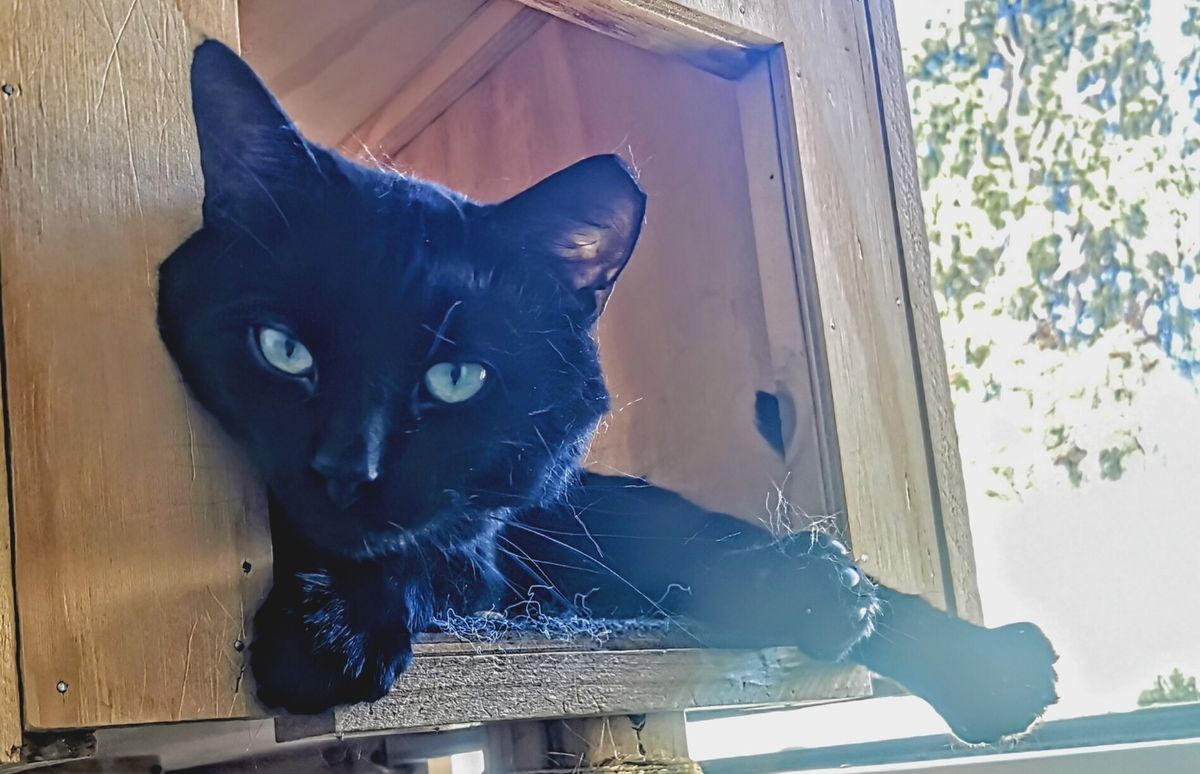 Gallery image: Elvis Pawsly