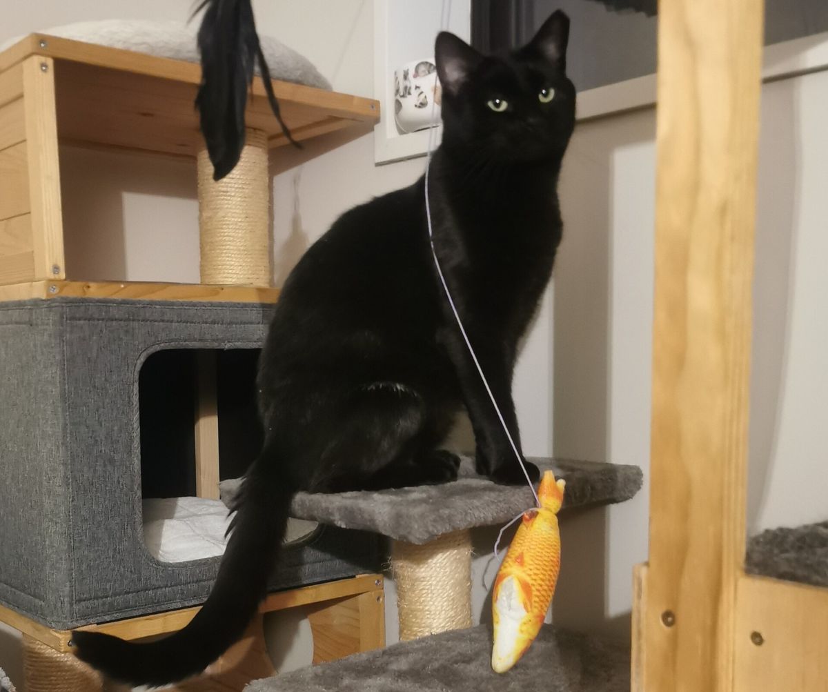 Gallery image: Elvis Pawsly