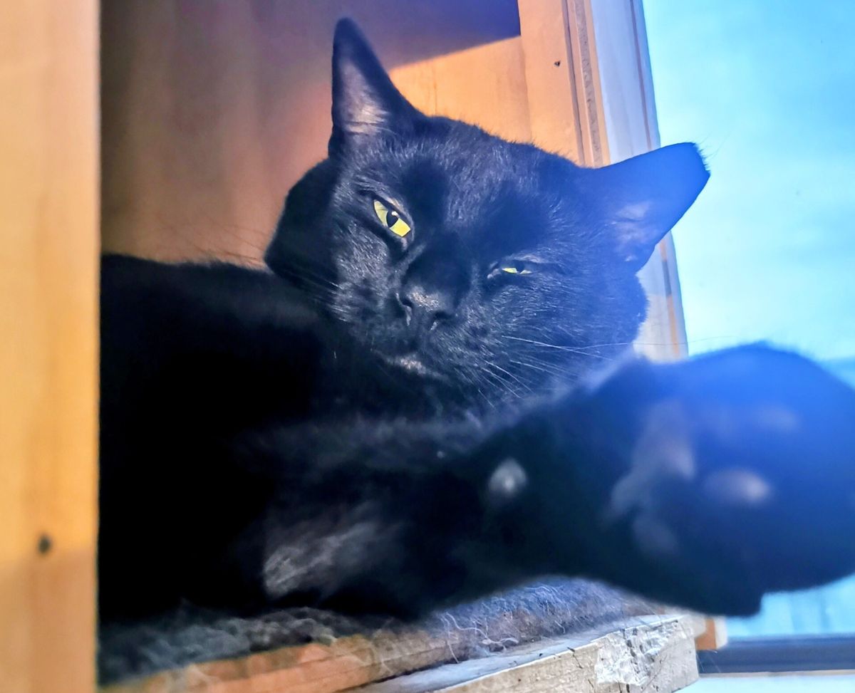 Gallery image: Elvis Pawsly