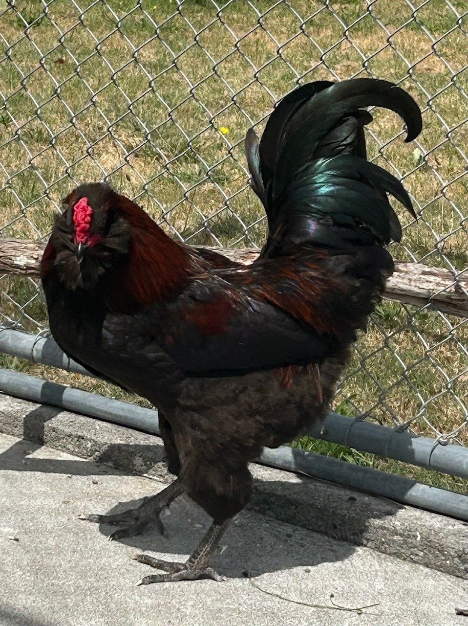 Gallery image: McJagger