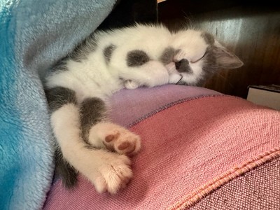 Spring - Domestic Short Hair