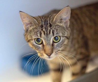 Olympia - Domestic Short Hair