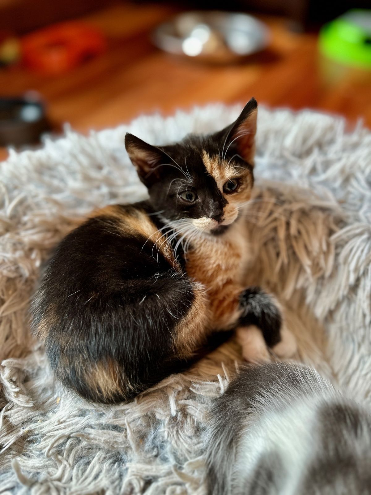 Gallery image: Autumn