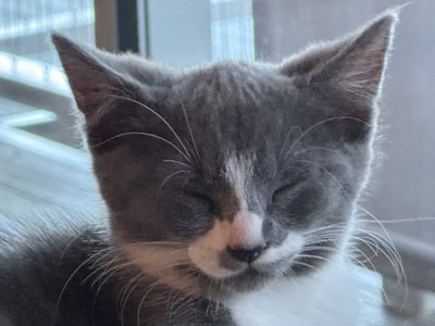 Winter - Domestic Short Hair