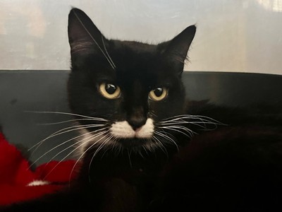 Pip - Domestic Short Hair