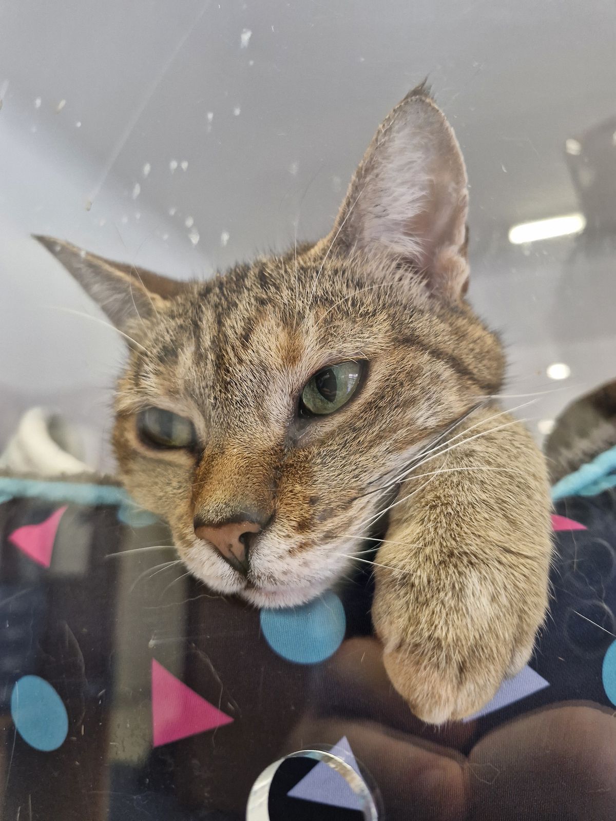 Gallery image: Honey