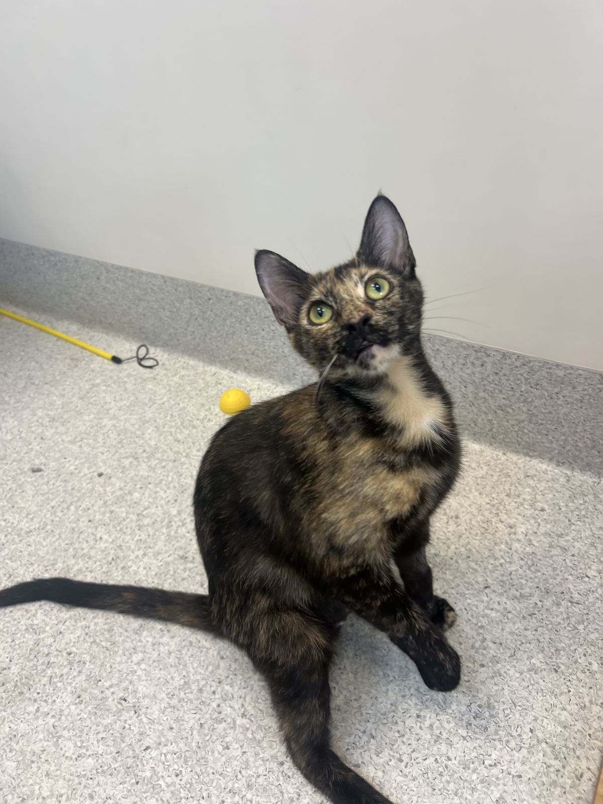 Gallery image: Indie