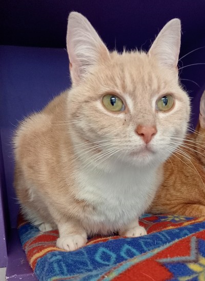 Butters - Domestic Short Hair