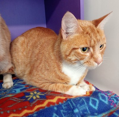 Gage - Domestic Short Hair