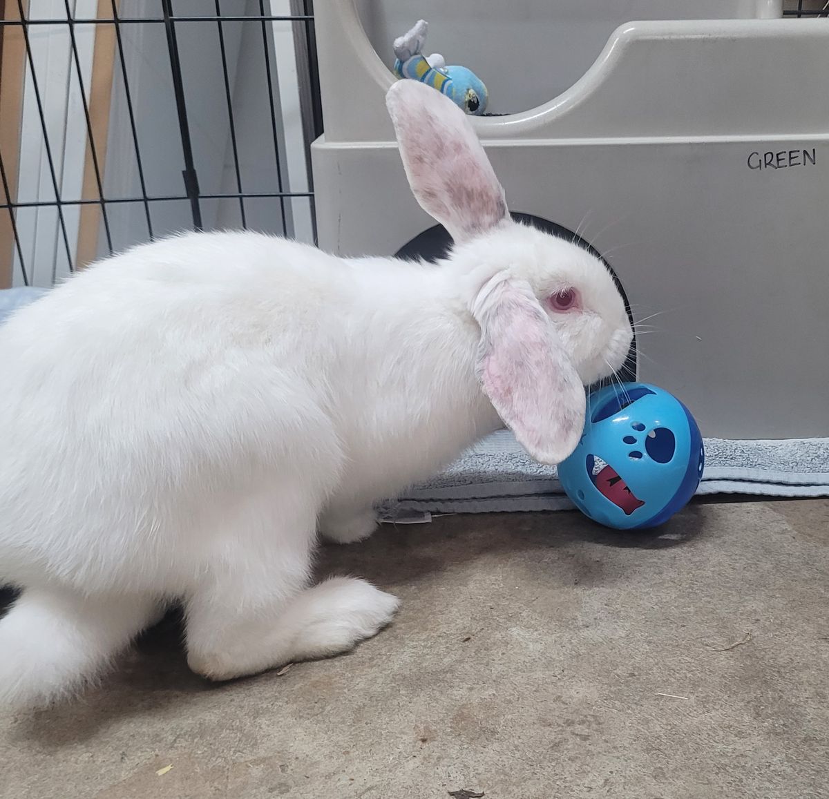 Gallery image: Colby