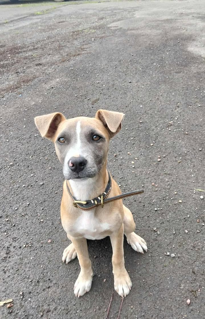 Gallery image: Ziggy