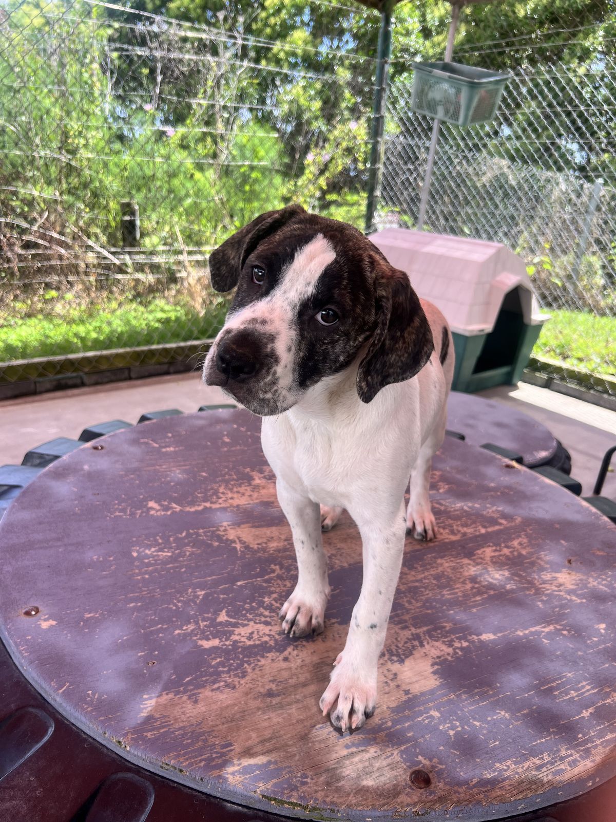 Gallery image: Tinsel