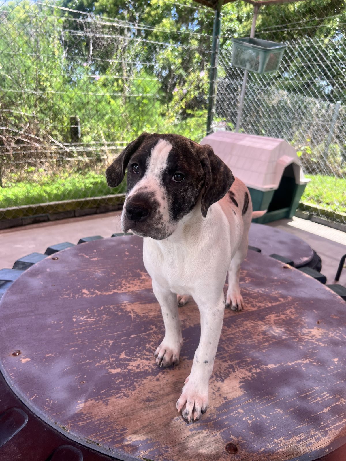 Gallery image: Tinsel