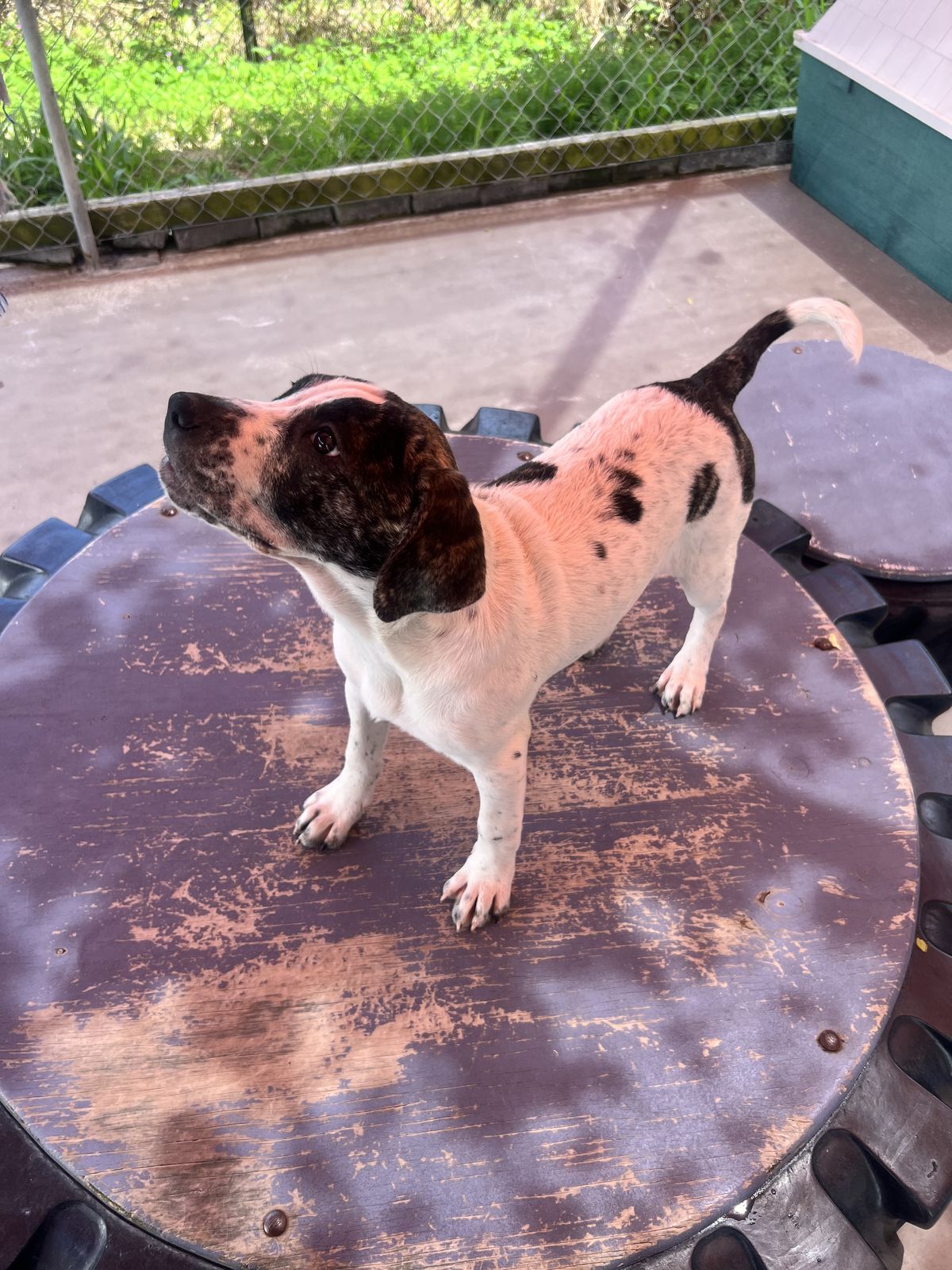 Gallery image: Tinsel