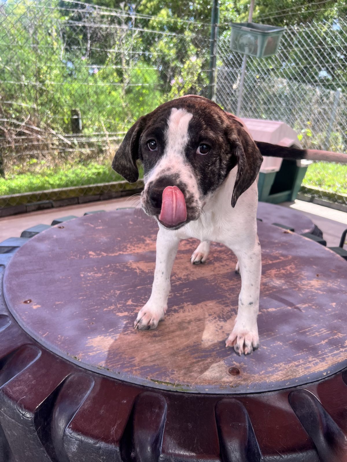 Gallery image: Tinsel