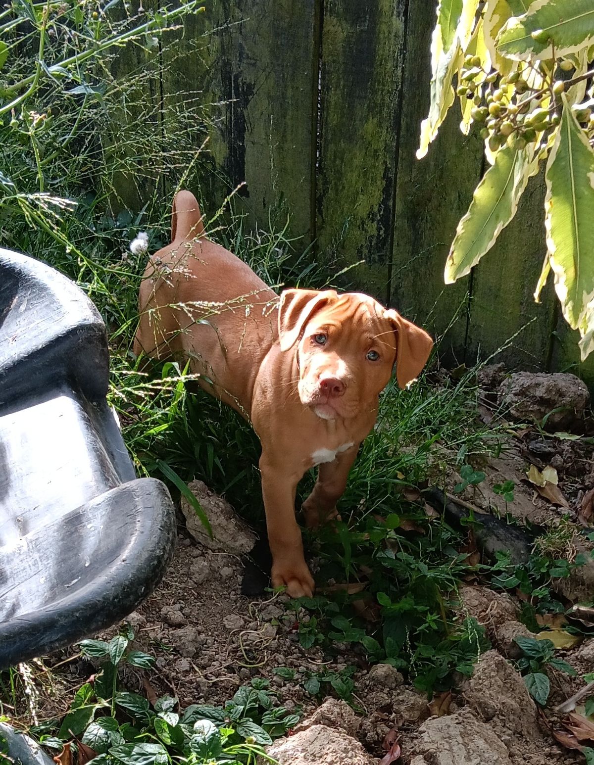 Gallery image: Ranger