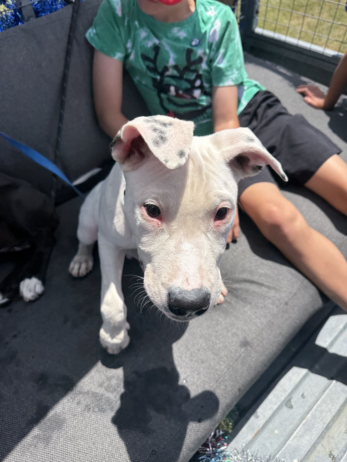 Gallery image: Benji