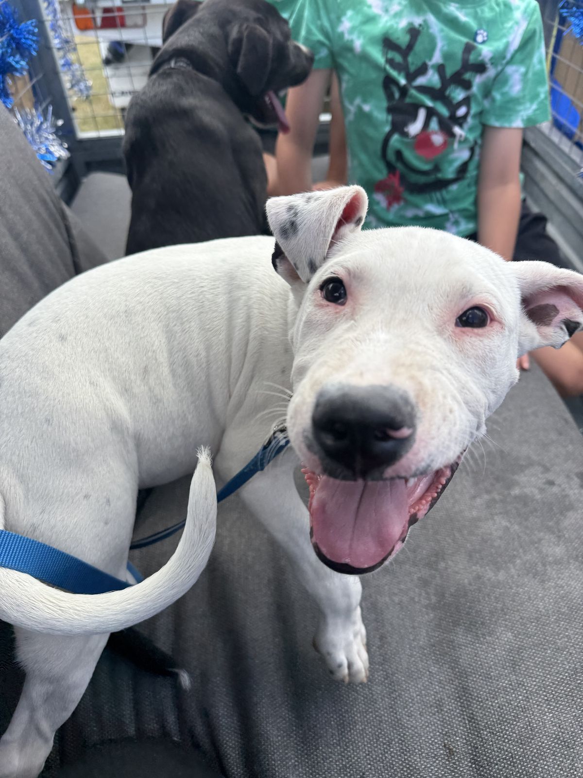 Gallery image: Benji