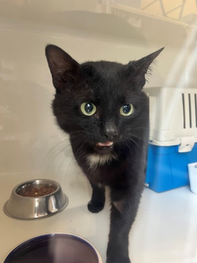 George Clooney - Domestic Short Hair