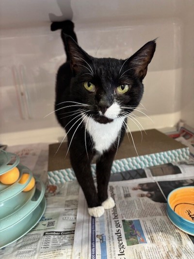 Hinau - Domestic Short Hair