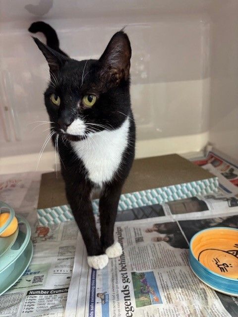 Gallery image: Hinau