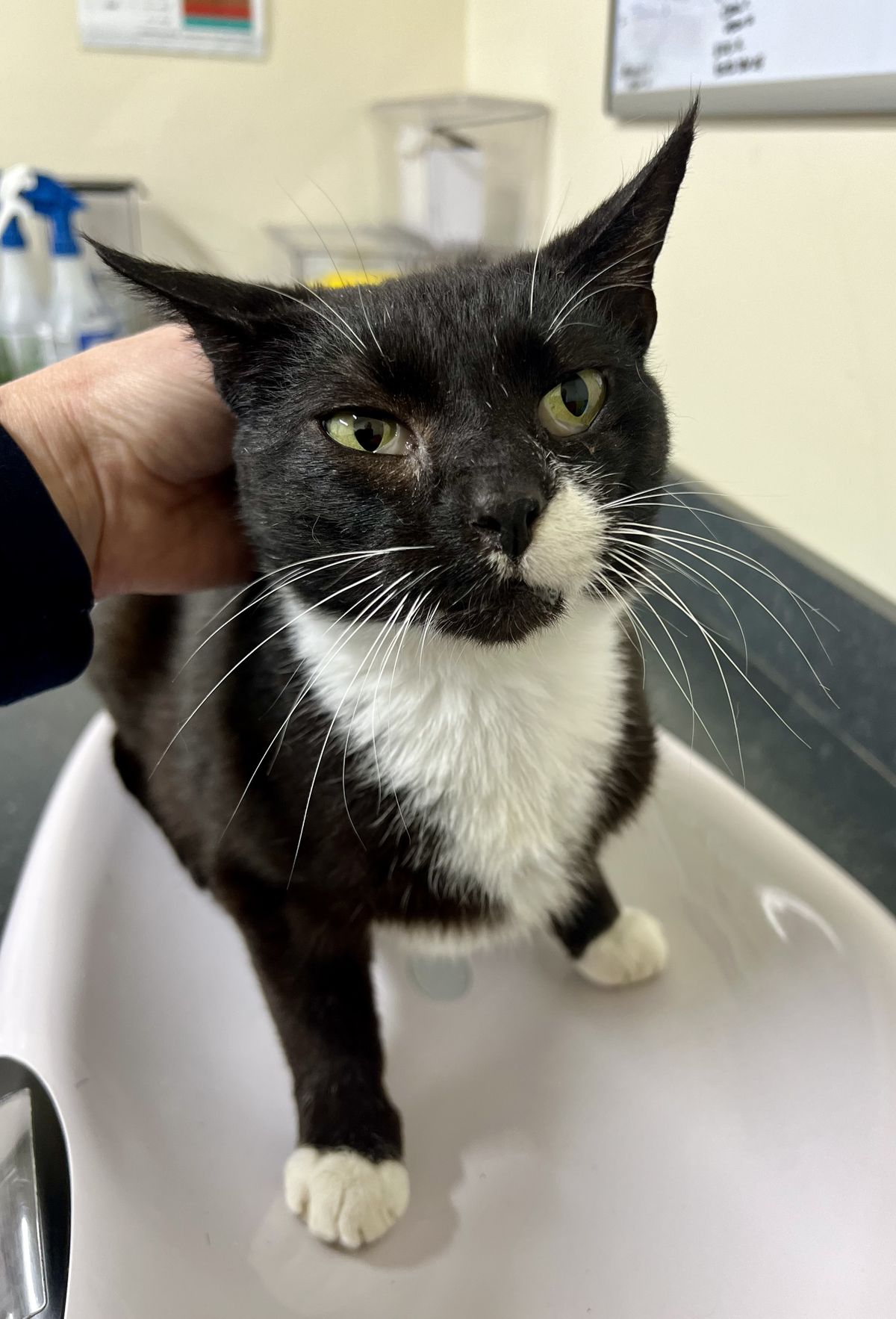 Gallery image: Hinau