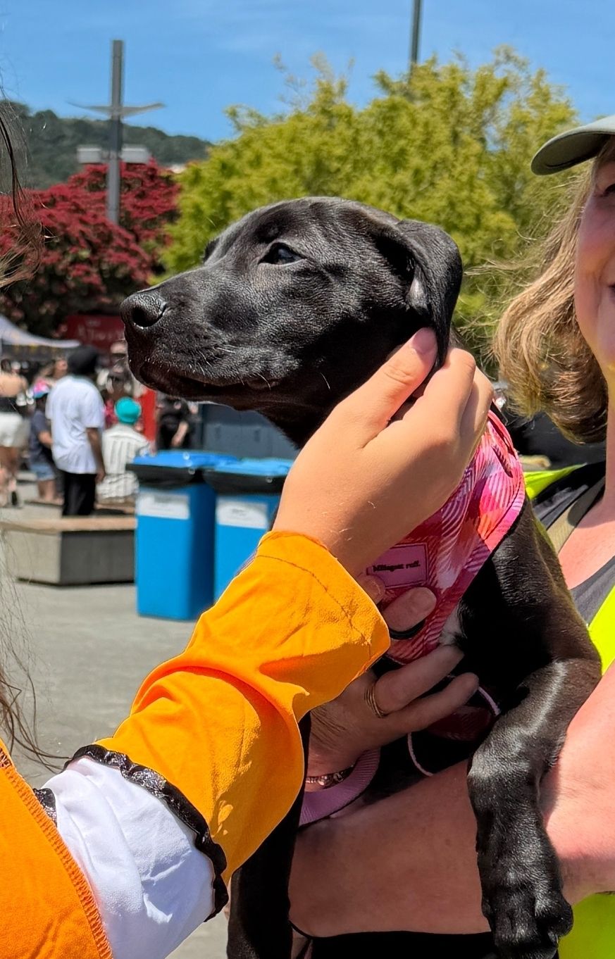 Gallery image: Olive