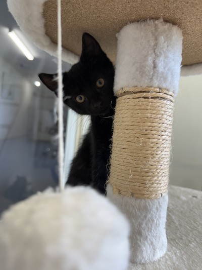 Hansel - Domestic Short Hair