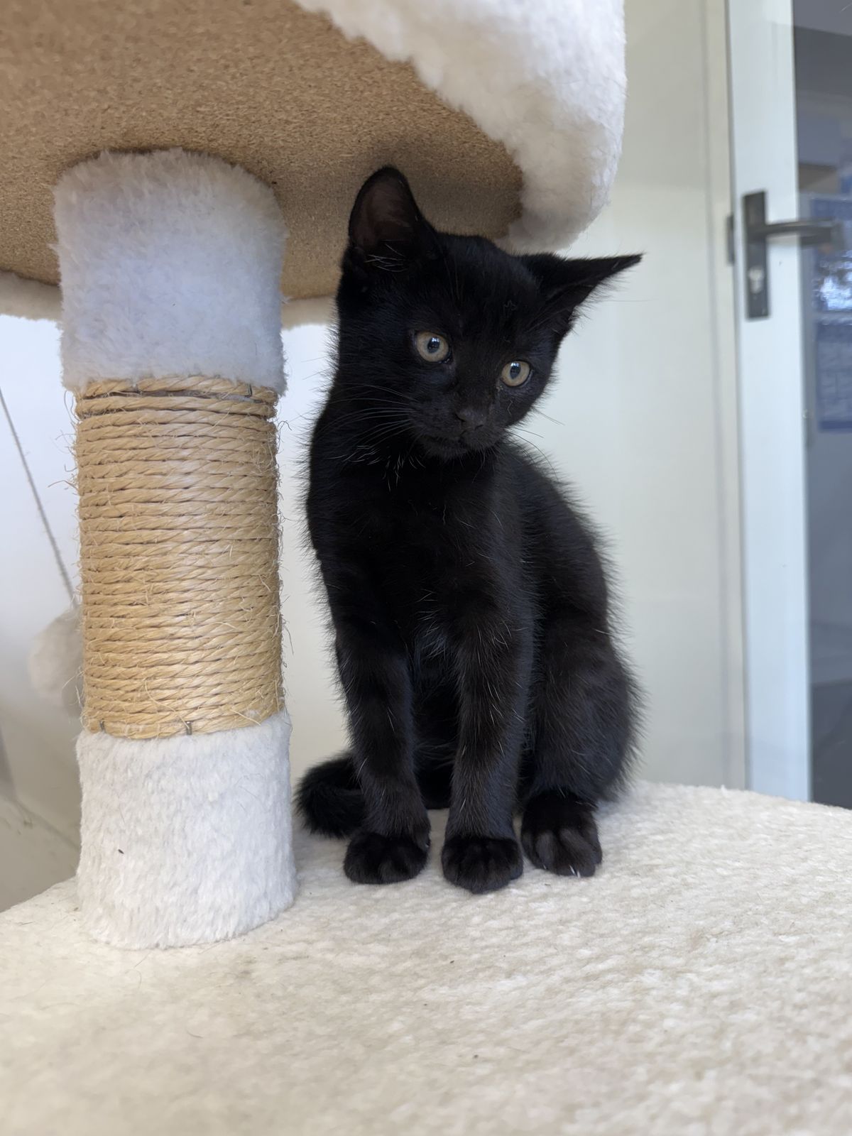 Gallery image: Hansel